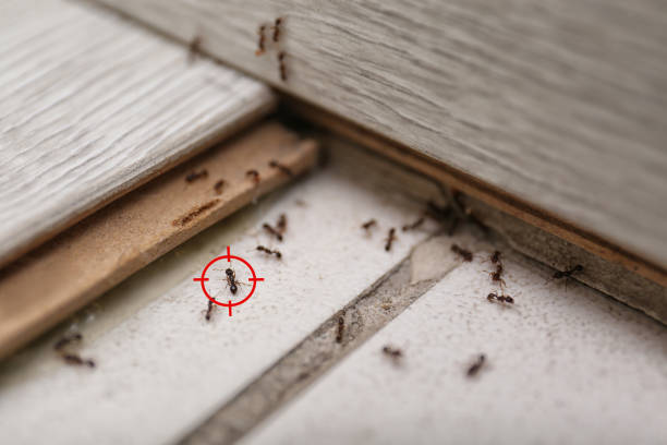 Wildlife Control Services in Vernon, AL