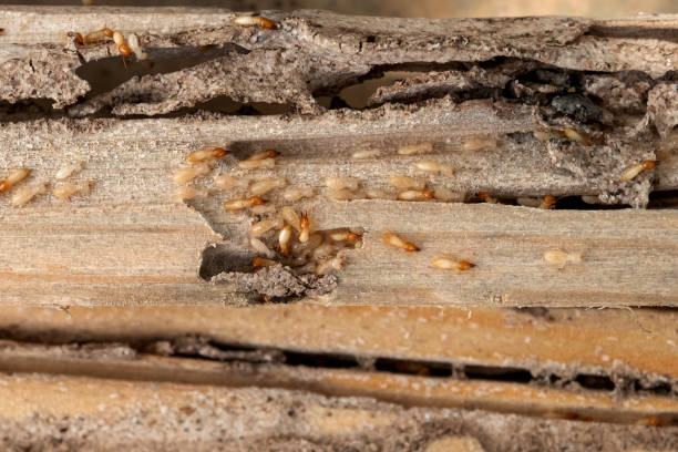 Best Affordable Pest Control Services  in Vernon, AL