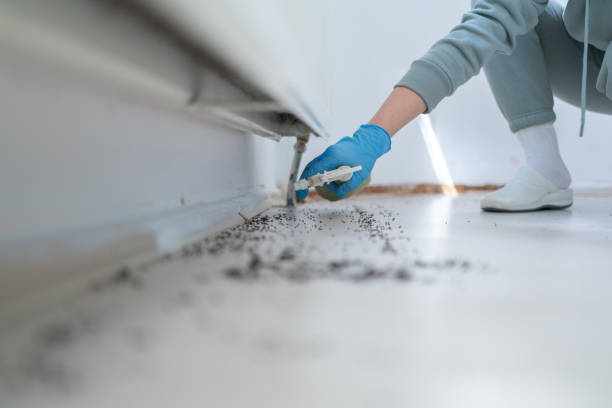 Best Wasp Removal Services  in Vernon, AL